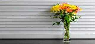 窗台植物盆栽高清