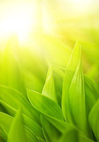 绿色健康海报背景高清