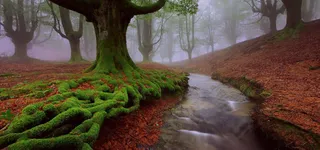 河流小溪树林背景免抠