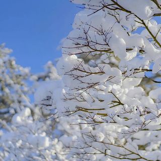 新年第一场雪-冬雪高清