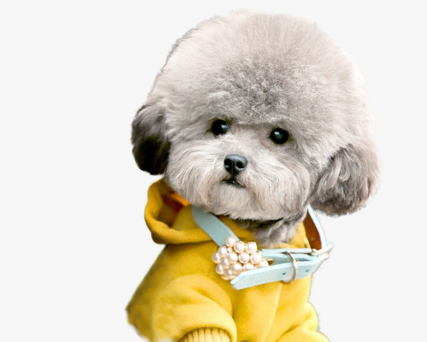 可爱卡通穿衣服小狗免抠