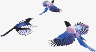 海报飞扬动物喜鹊免抠