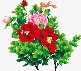 盛开的花朵免抠