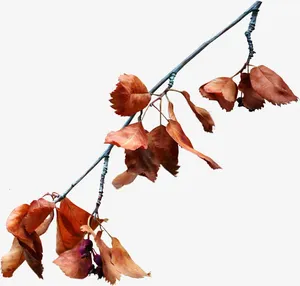 秋天枯叶免抠