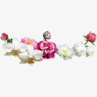 盛开的花朵免抠