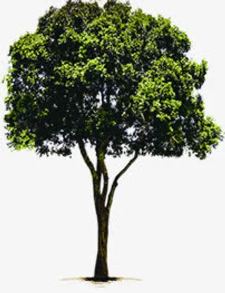 大树主题花园洋房素材免抠