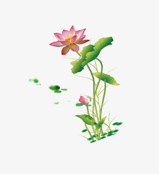 一株荷花免抠