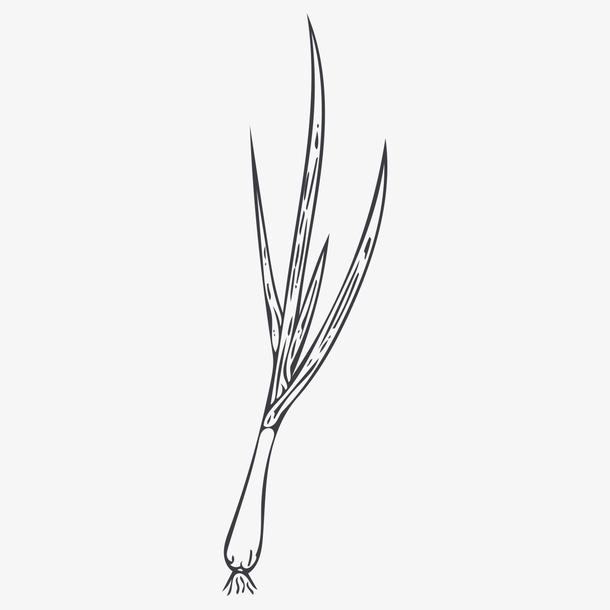 线描小葱免抠