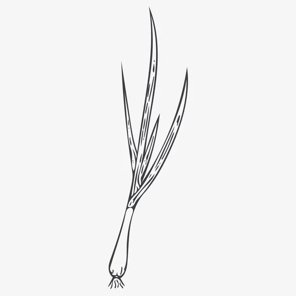 线描小葱免抠