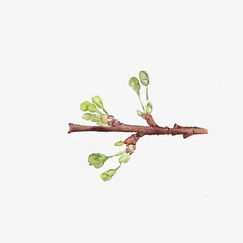 小清新简约水彩手绘绿色发芽树枝免抠