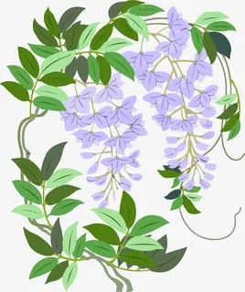 底纹紫藤免抠 底纹紫藤免抠