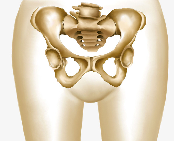 立体插图人体骨盆免抠