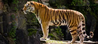 老虎背景图高清