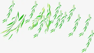 春季手绘绿色柳叶装饰合集免抠