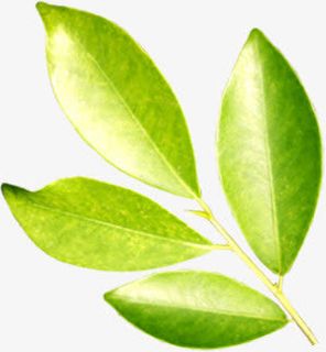 春天黄绿色化妆品绿叶免抠