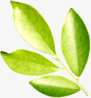 春天黄绿色化妆品绿叶免抠