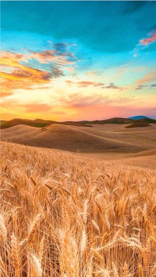 一大片麦田H5素材背景高清