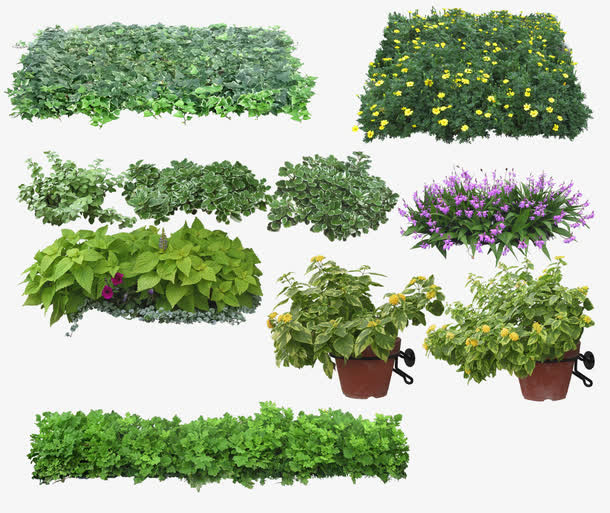 绿色植物免抠