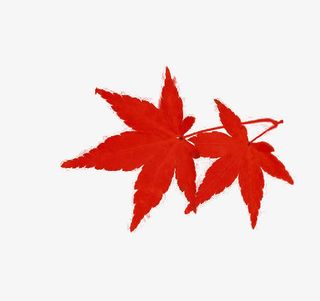 红色枫叶免抠