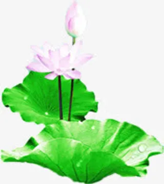荷花荷叶中秋元素免抠