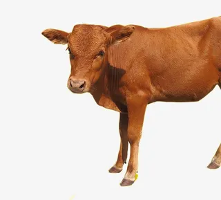 进口牛一头免抠