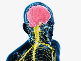 人体系统中枢神经示意图免抠