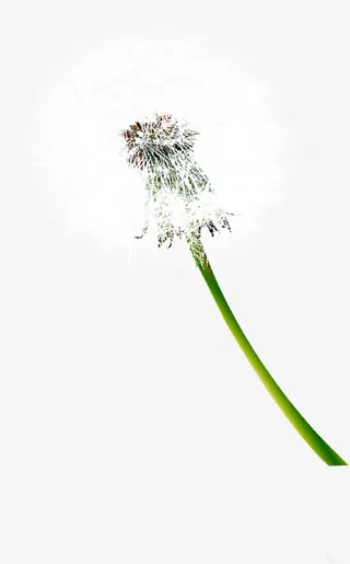 白色蒲公英毕业季免抠