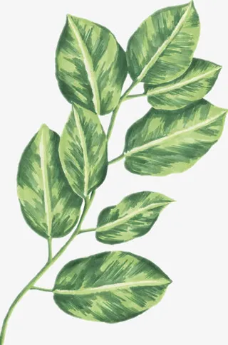 绿色彩绘叶子免抠
