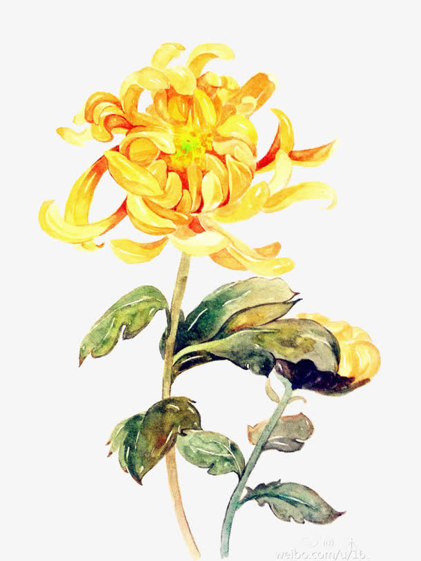 唯美水彩菊花免抠手绘/卡通卡通元素