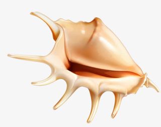 海螺装饰免抠