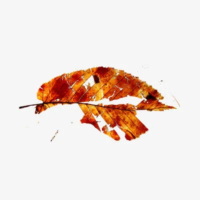 叶子免抠