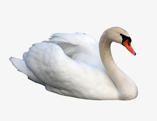 美丽的天鹅免抠