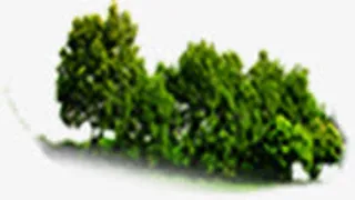 绿色植物招聘广告免抠