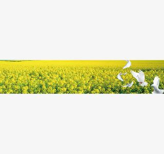 金灿灿的油菜花免抠