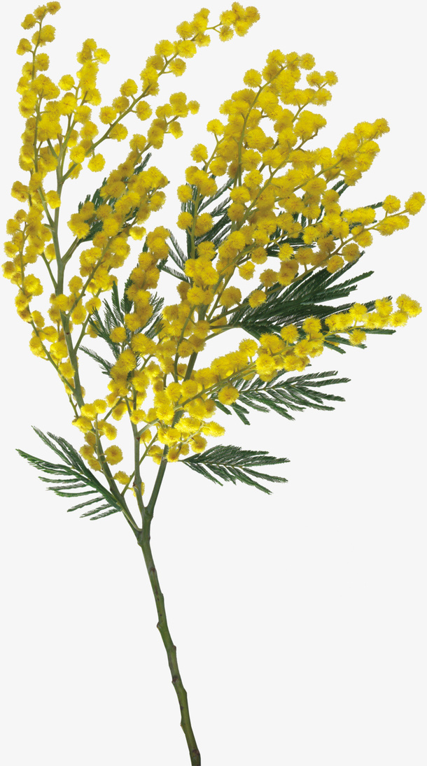 装饰图标花草插画免抠