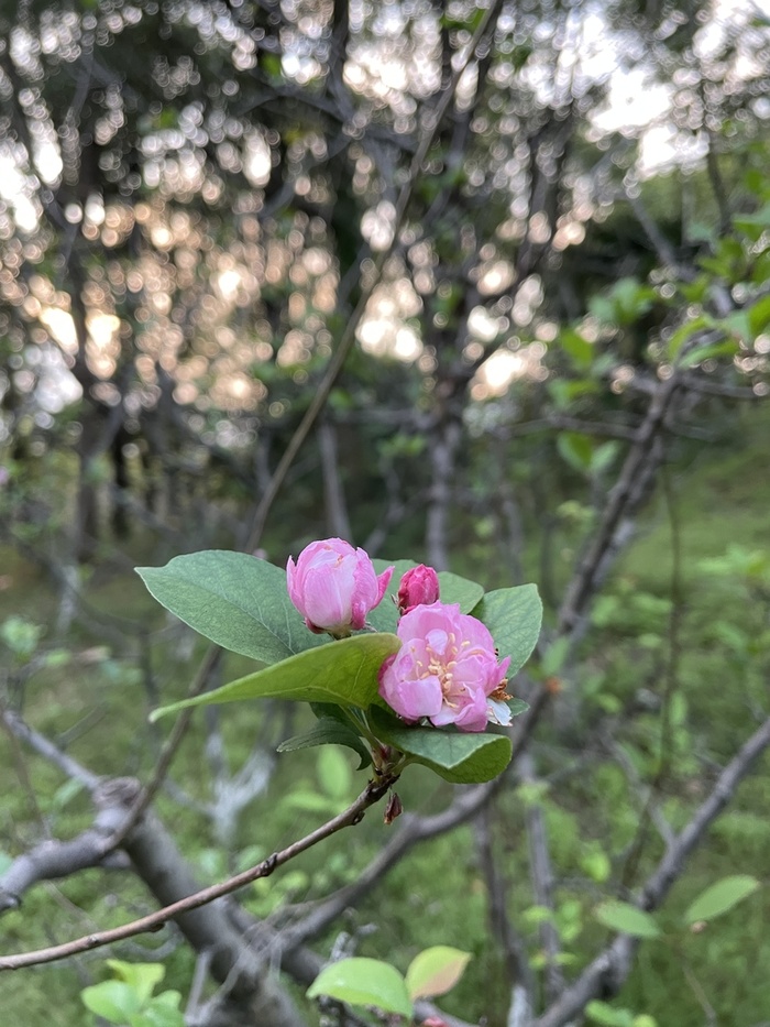 桃花背景树枝高清