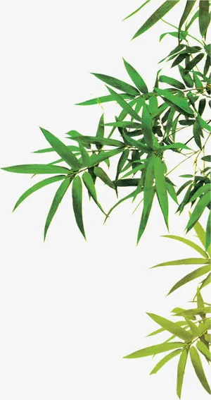 芦苇叶子png素材免抠