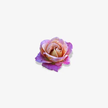 牡丹花免抠