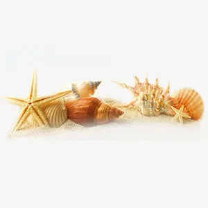 海螺海星贝壳元素免抠