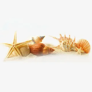 海螺海星贝壳元素免抠 海螺海星贝壳元素免抠