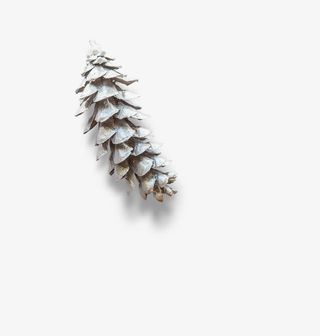 松树塔图片免抠