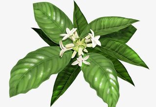 绿色彩绘叶子白色小花图免抠