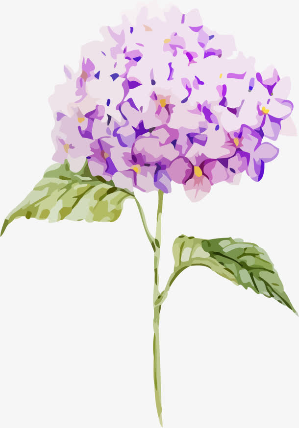 水彩绣球花免抠