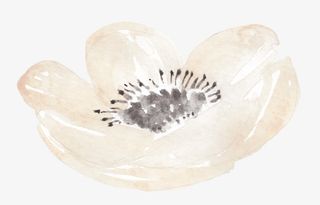 淡黄花蕊淡雅免抠