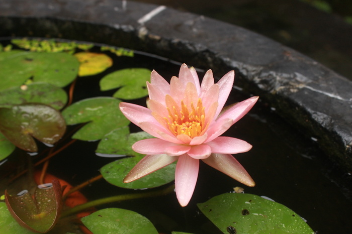 夏天的莲花五高清