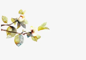 手绘樱花素材免抠