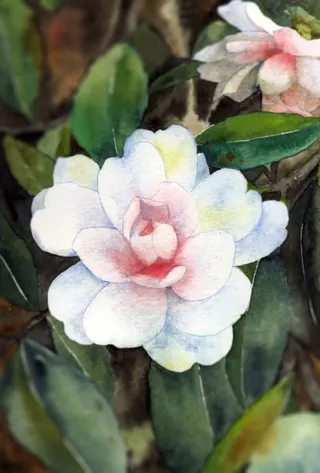 茶梅手绘写意花卉免抠