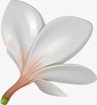 手绘白色花瓣免抠