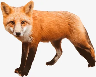 狐狸透明PNG免抠图免抠