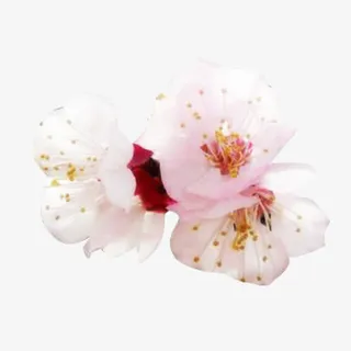 淡粉梨花花瓣图片素材免抠